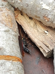 Urocerus californicus