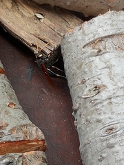 Urocerus californicus