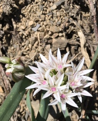 Allium crenulatum
