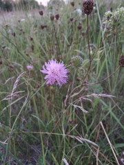 Knautia arvensis