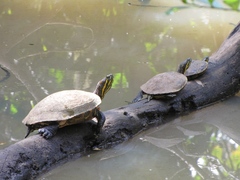 Trachemys venusta venusta
