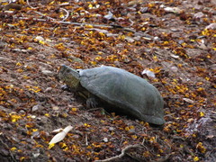 Alamos Mud Turtle photo 3