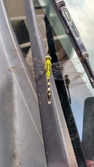 Erythemis simplicicollis image