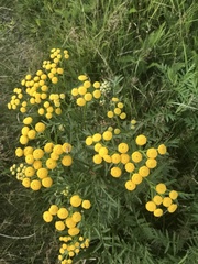 Tanacetum vulgare