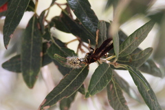 Polistes comanchus navajoe