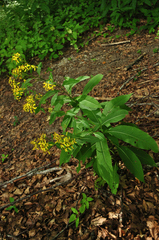 Senecio ovatus alpestris