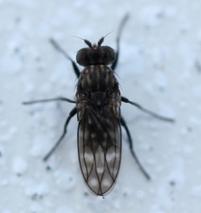 Scatophila