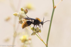 Dasymutilla atricauda
