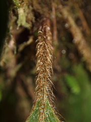 Elaphoglossum sprucei