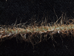 Elaphoglossum sprucei
