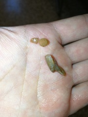 Austropotamobius pallipes