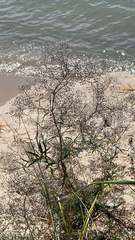 Gypsophila paniculata