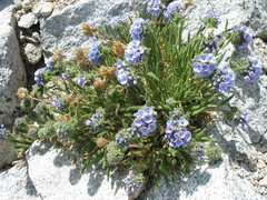 Polemonium eximium