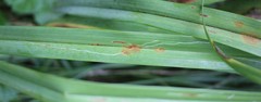 Ophiomyia kwansonis