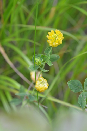 ďatelinka zlatožltá (Trifolium aureum)