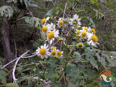Montanoa bipinnatifida