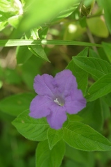 Ruellia lactea
