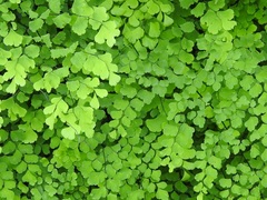 Adiantum braunii