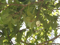 Annona macroprophyllata