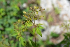 Arracacia
