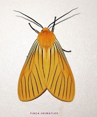 Pseudischnocampa nervosa