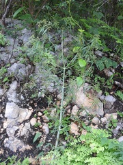 Arracacia
