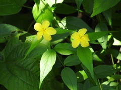 Haplophyton cimicidum