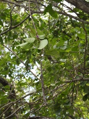 Laubertia contorta