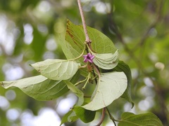 Laubertia contorta