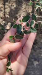 Cotoneaster tauricus