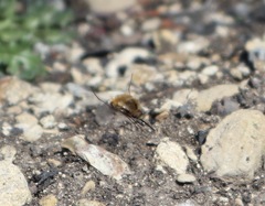 Bombylius major
