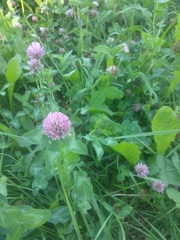 Trifolium pratense
