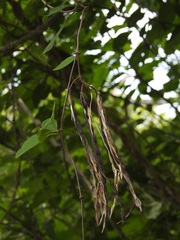 Laubertia contorta