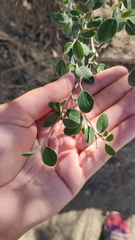 Cotoneaster tauricus