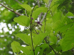 Laubertia contorta