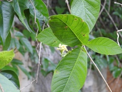 Mandevilla subsessilis