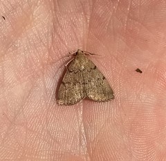 Zanclognatha dentata