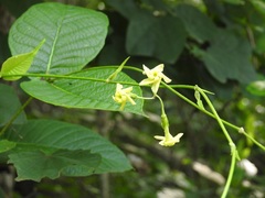 Mandevilla subsessilis