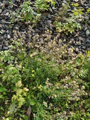 Anthyllis vulneraria polyphylla