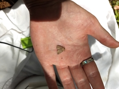 Zanclognatha dentata