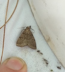 Zanclognatha dentata