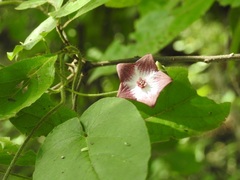 Polystemma guatemalense