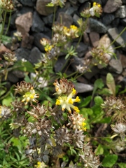 Anthyllis vulneraria polyphylla