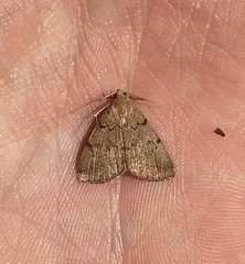 Zanclognatha dentata