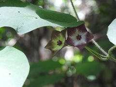 Polystemma guatemalense