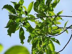 Tabernaemontana alba