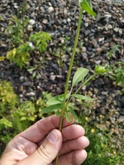Anthyllis vulneraria polyphylla