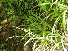 Echeandia breedlovei