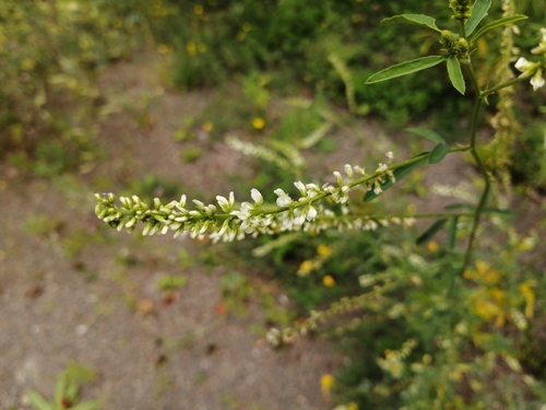 Melilotus image