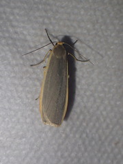 Eilema depressa
